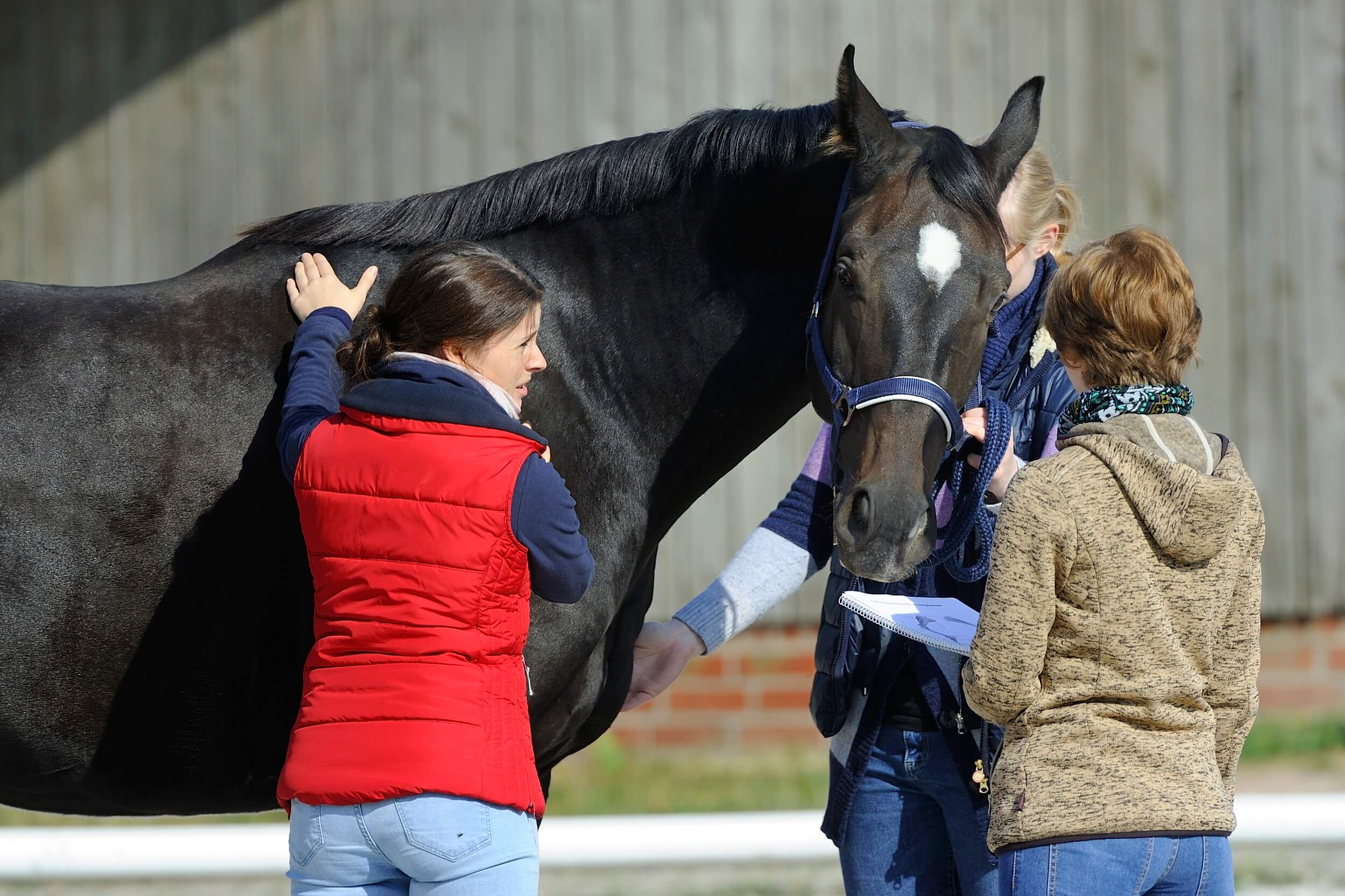 Pferdephysiotherapie